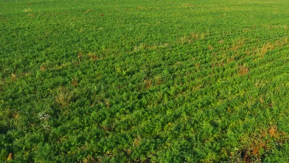 Aerial View of a Green Field with the Sun at Sunset