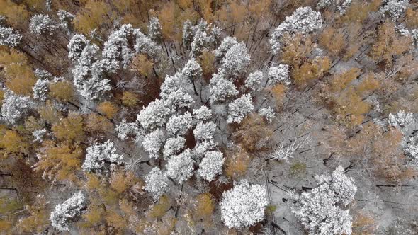 Green and Red Trees in the Unusual Forest  Top View Panoramic