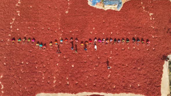 Aerial view of few people working in farm, Sariakandi, Rajshahi, Bangladesh..