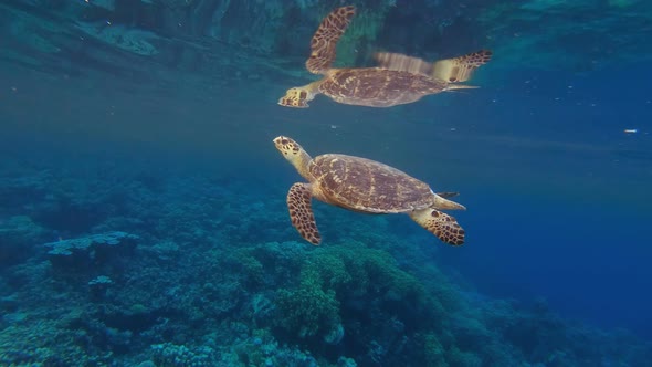 Sea Turtle Breath Reflection