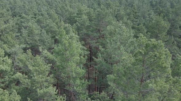 Pine Forest in the Afternoon Aerial View Slow Motion