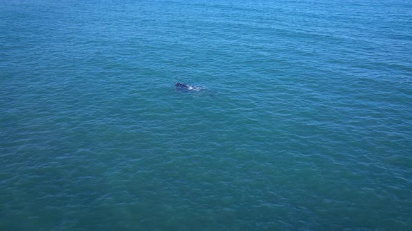 Push-in shot on single whale in vast open ocean; tilt-down shot, Southern Right