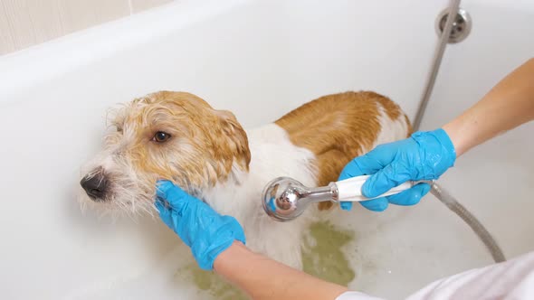 A girl washes a Jack Russell Terrier dog from a shower head in a white bath with foam