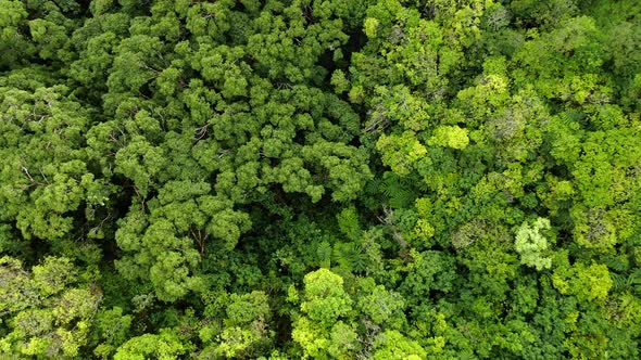 Birds eye view of hawaiian forest on the island of oahu as drone rises