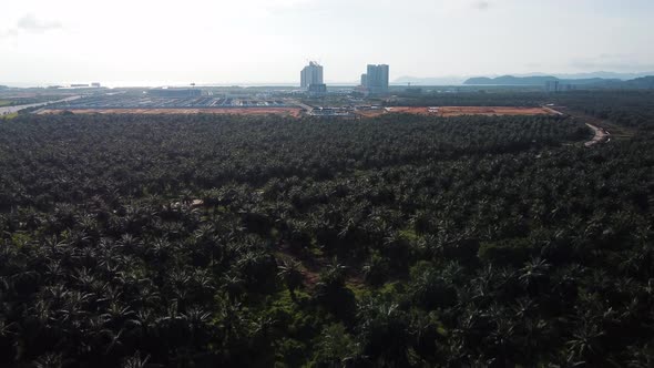 Oil palm plantation with background residential condominium
