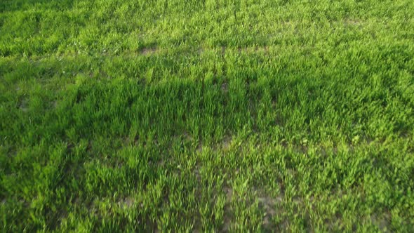 Aerial View on Green Wheat Field in Countryside