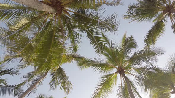 Slowmotion view of coconut palm trees against sky near beach on the tropical island with sunlight th