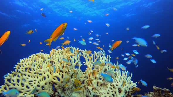 Blue Green Fish and Fire Corals