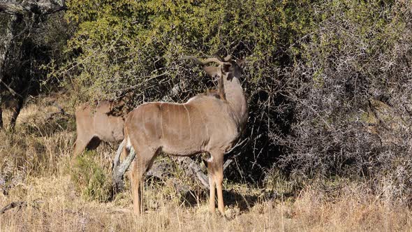 Feeding Kudu Antelopes