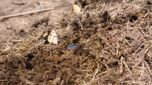 Dung beetles and butterflies on a pile of dung 