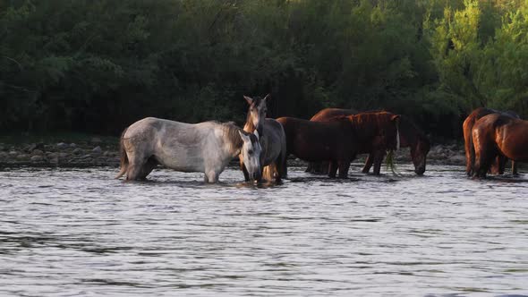 Mid shot of horses wading through a river eating the vegetation in the water.