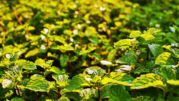 Field of Fresh Mints Leaf
