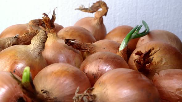 Pile of Many Raw Yellow Onions Bulb Rotates Slowly on a Turntable