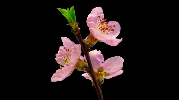 Peach Blossom Timelapse Isolated