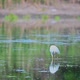 Great Egret Wading in the Pond. Slow Motion - VideoHive Item for Sale