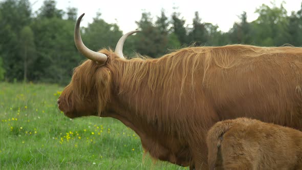 Scottish Highland cow chewing 