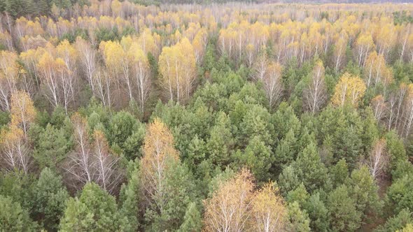 Forest with Trees in the Fall