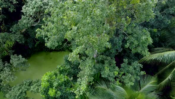 Aerial view of deep green forest or jungle at rainy season.