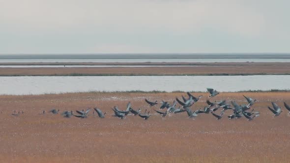 Flock of birds rising up to the air