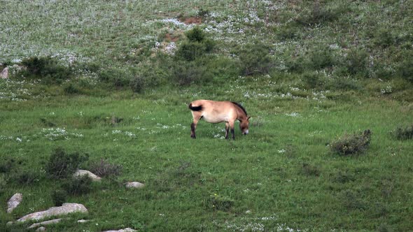 Wild Przewalski's Horse in Real Natural Habitat Environment in The Mountains of Mongolia