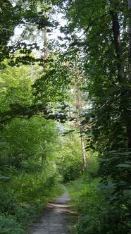 Vertical Video of Green Forest By Day