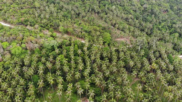 Huge Palm Plantation in Tropical Country. Small Green Palms Growing on Large Plantation on Sunny Day
