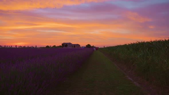 Beautiful Sunset Over the Lavender and Corn Field