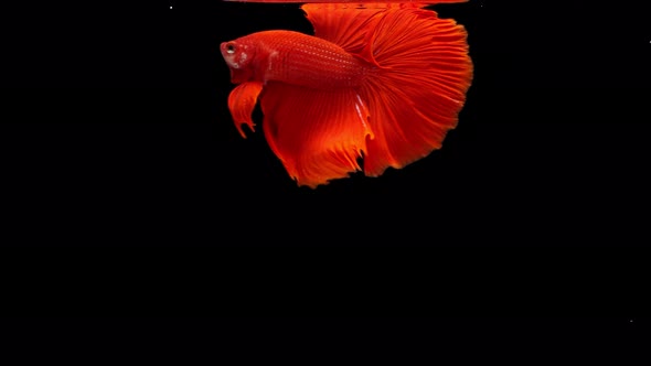 Siamese fighting fish (Betta splendens) alt