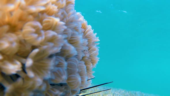 Underwater Soft Coral