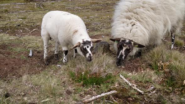 Sheep grazing on a heather