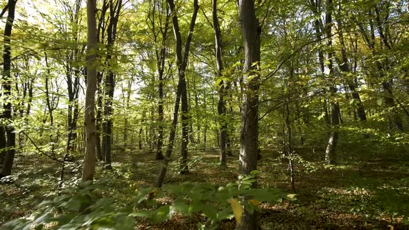 Autumn Forest with Bright Orange and Yellow Leaves