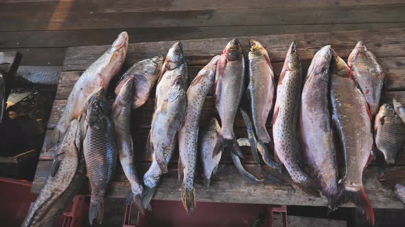 A Variety of River Fish From the Amur River on the Fisherman's Table