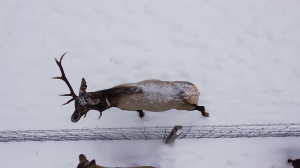 elk bull wants to challenge younger bull but is separated by fence