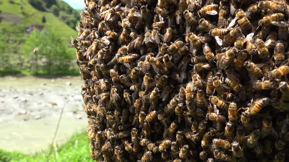 Bee Swarm On Tree Branch