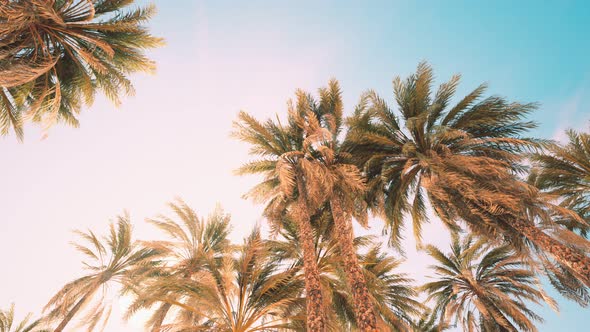 Palm Trees at Sunset Light and Sky alt