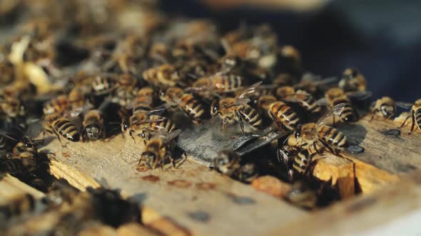 Close up view of the working bees on honey cells. Working bees on honeycomb.