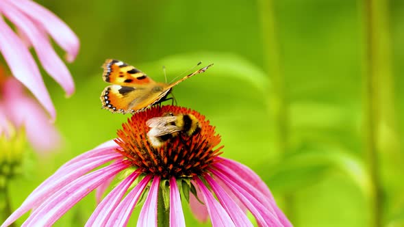A beautiful butterfly Vanessa cardui together with a bee sit on the echinacea flower.