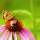 A beautiful butterfly Vanessa cardui together with a bee sit on the echinacea flower. - VideoHive Item for Sale