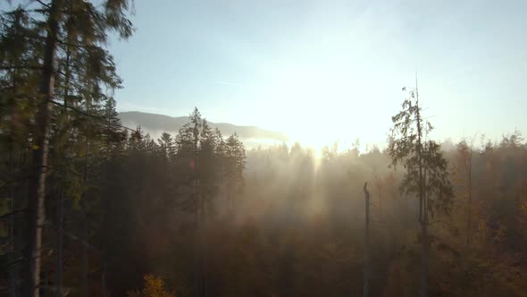 View From the Height of Mountains Covered with Coniferous Forest and Morning Fog