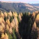 Smooth Drone Flight Above Golden Pines Tree - VideoHive Item for Sale