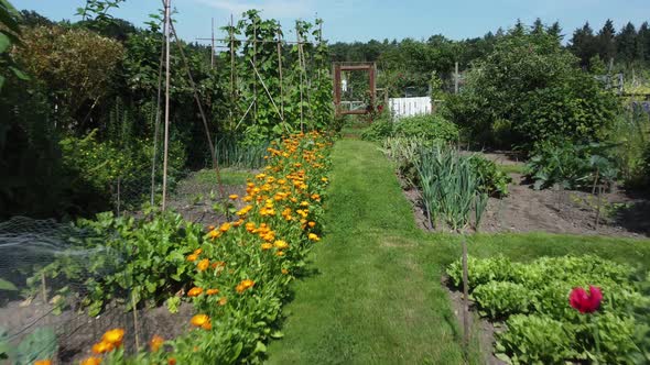 Kitchen garden, vegetable garden Aerial