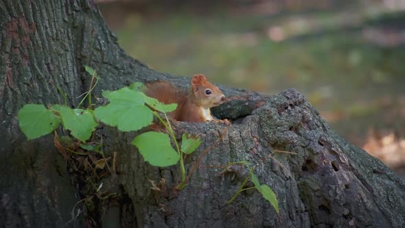 Squirrel hiding in a tree, eating seeds