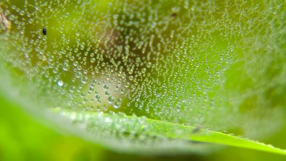 Water Droplets on a Spider Web