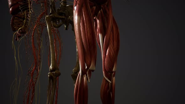 Animated 3D Human Anatomy Illustration alt