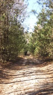 Vertical Video of a Forest with Trees During the Day