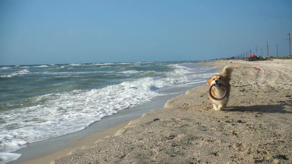 Corgi Dog Running By The Sea Shore