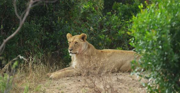 Female lion sitting near bushes