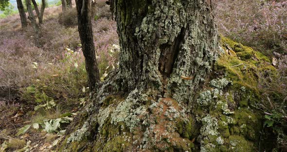 Chestnut tree. Bark covered with vegetal moss. The Cevennes National park, Lozere department, France