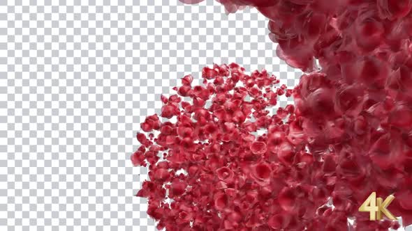 Red Roses Transition