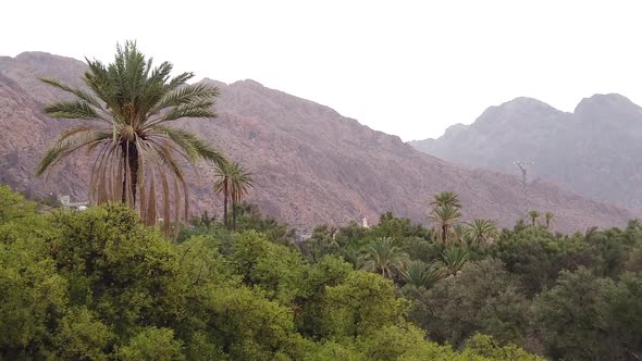 Tafraout Palms Oasis Morocco